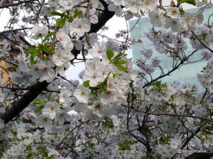 2008/03/29;白っぽい桜