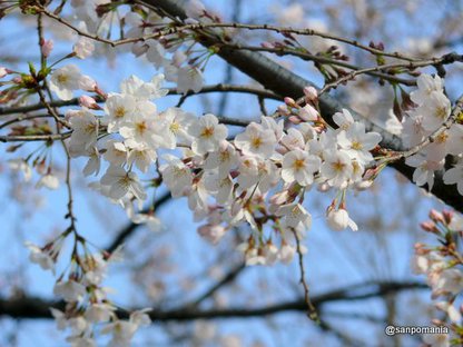 2008/03/26;外堀公園