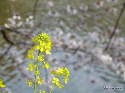 2008/03/29;菜の花と桜