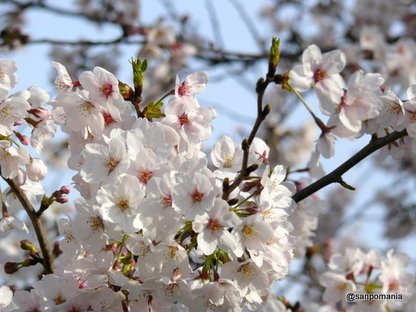 2008/03/29;外堀公園