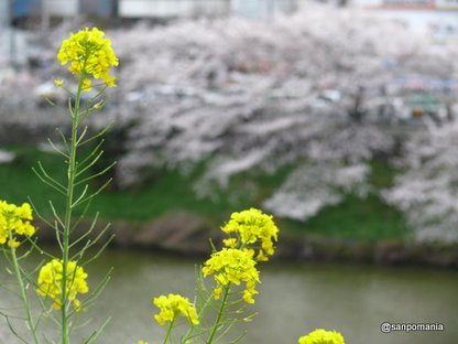 2008/03/29;菜の花越しの桜