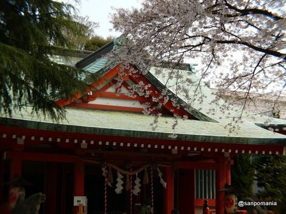 2008/04/02;2008年桜の赤城神社