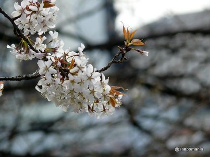 2009/03/28;外堀公園の桜