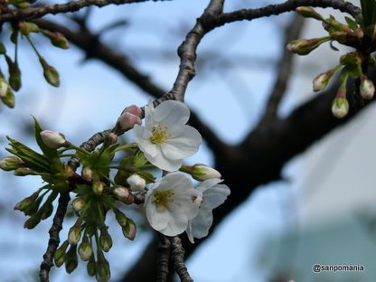 2009/03/28;外堀公園