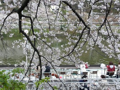 2009/04/04;カナルカフェの桜