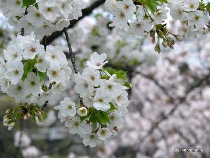 2009/04/04;白い桜
