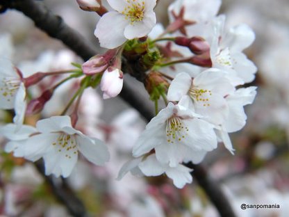 2009/04/04;外堀公園