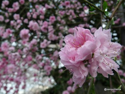 2009/04/05;外堀公園の八重桜