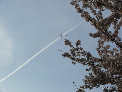 2009/04/05;桜と飛行機雲