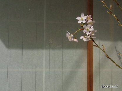 2010/03/21;寿司屋の前の桜