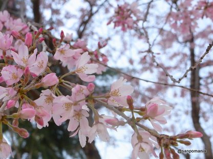 2010/03/27;白銀公園入り口の枝垂桜