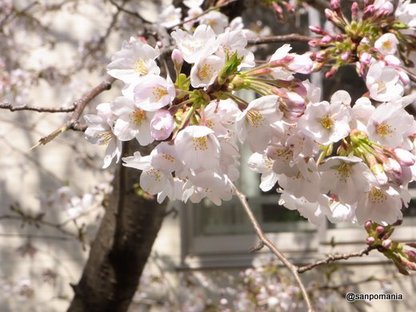 2010/03/27;白銀通り近くの桜