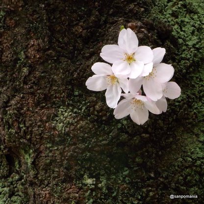 2010/04/03;胸元の桜