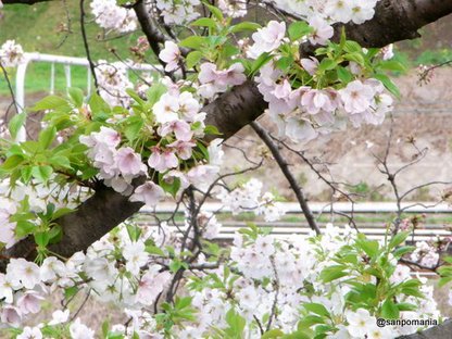 2010/04/03;外堀通り沿いの仲間はずれ