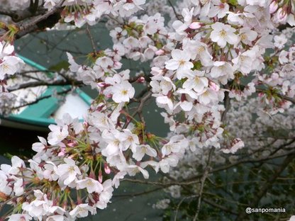 2010/04/03;外堀通りの桜