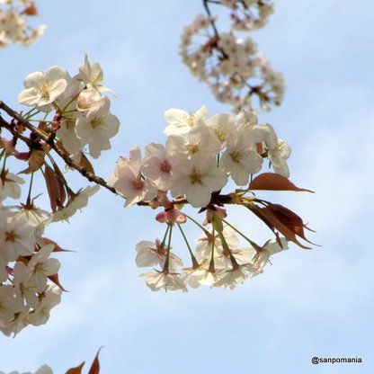 2010/04/10;外堀公園の桜