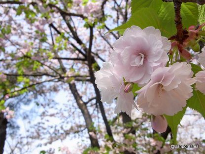 2010/04/10;外堀公園の八重桜