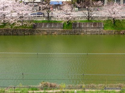 2010/04/10;咲かない桜