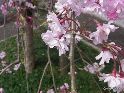 2010/04/10;毘沙門天の枝垂桜