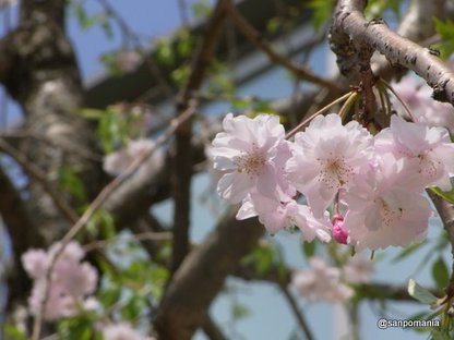 2010/04/11;飯田橋プラーノの枝垂桜