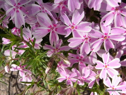 2010/04/25;芝桜かな？