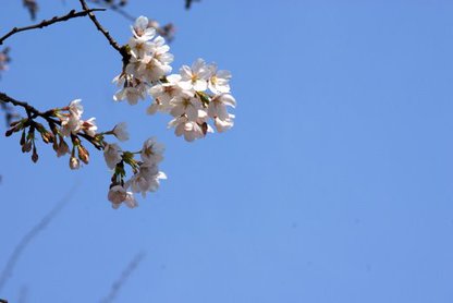 2011/04/02;毘沙門天の桜