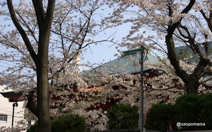 2011/04/10;毘沙門天と桜