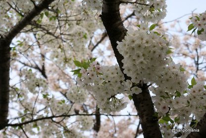 2010/04/10;外堀通りの白い桜