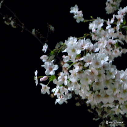 2010/04/06;ラムラの桜