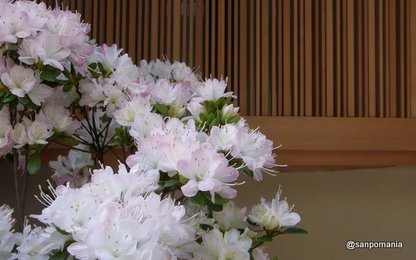 2010/04/16;虎白店先の花