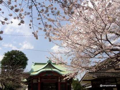 2012/04/05;築土八幡神社の桜