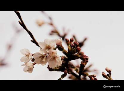 2012/04/01;外堀通りの桜