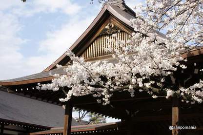 2012/04/06;靖国神社標準木