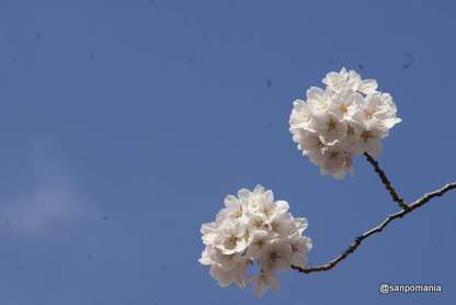2012/04/06;桜のボンボン
