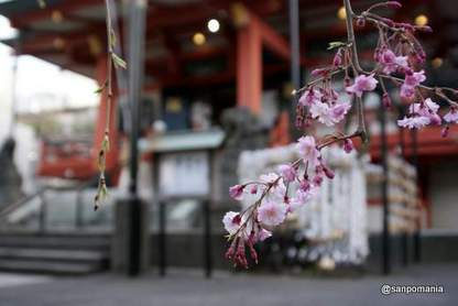 2012/04/06;毘沙門天の枝垂桜