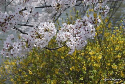 2012/04/07;桜と黄色