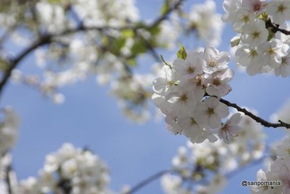 2012/04/07;空の青と桜