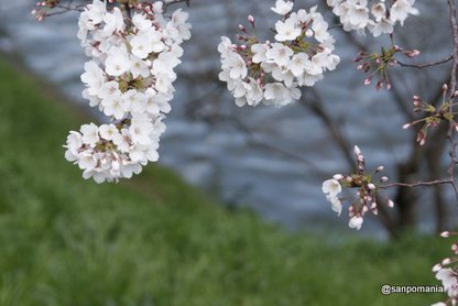 2012/04/07;まだつぼみもちらｈ