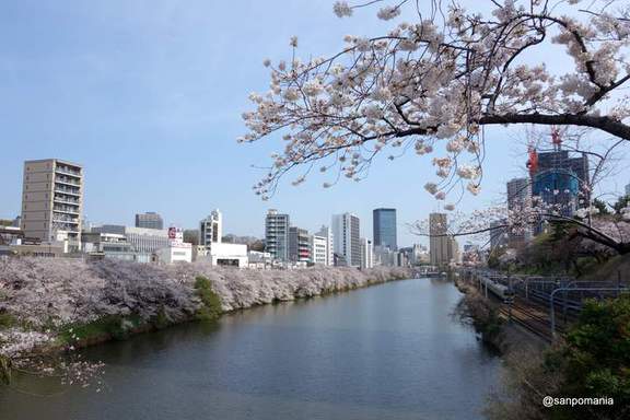 2013/03/23;新見附橋から見た桜