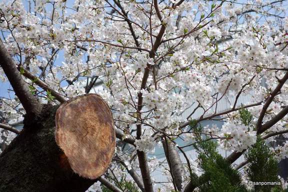 2013/03/23;毘沙門さんの桜