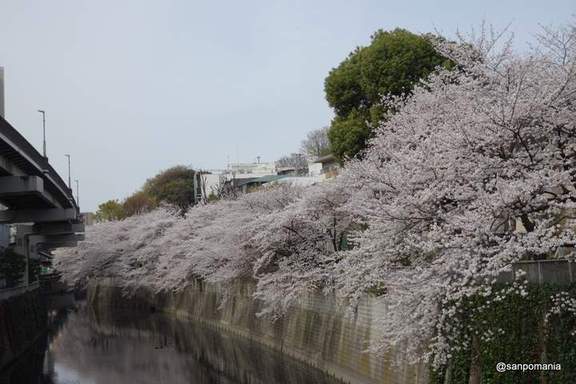 2013/03/23;江戸川公園の桜