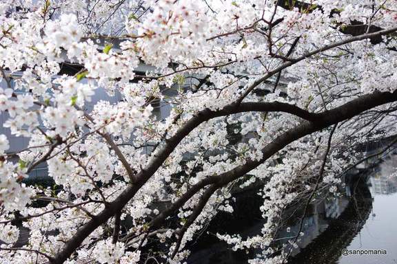 2013/03/23;江戸川橋の桜の枝