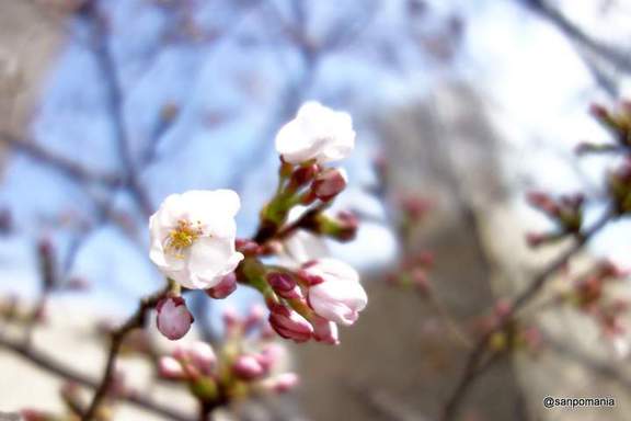 2013/03/17;開花翌日のラムラの桜