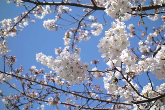 2013/03/21;筑土八幡の桜