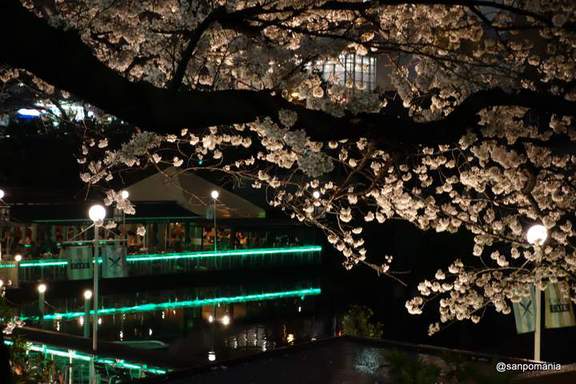 2013/03/25;カナルカフェの桜夜景