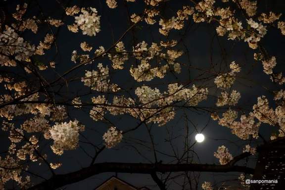 2013/03/28;月と桜