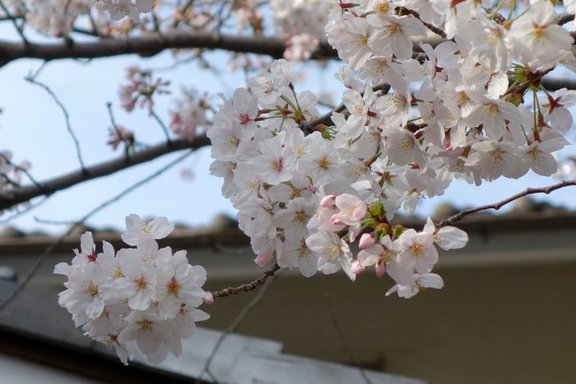 2014/03/29;今まさに開こうとする桜