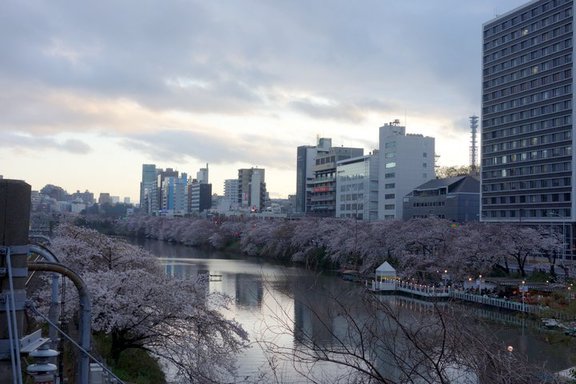 2014/03/30;カナルカフェの桜
