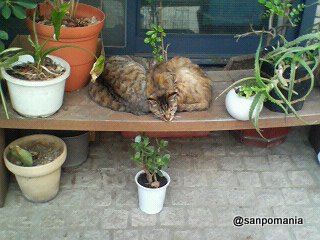 2007/04/21;居眠り猫