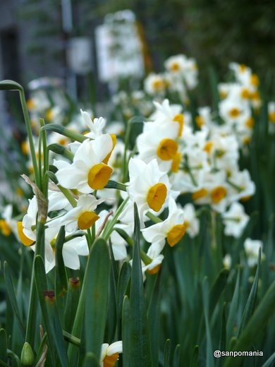 2009/01/25;寺内公園の水仙